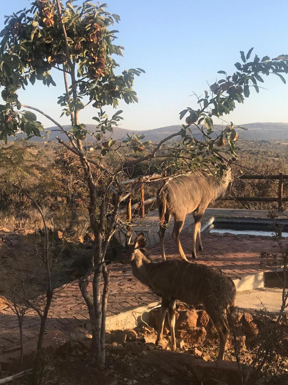 Lodge Twentyfour Mabalingwe Nature Reserve Bela-Bela Exterior photo